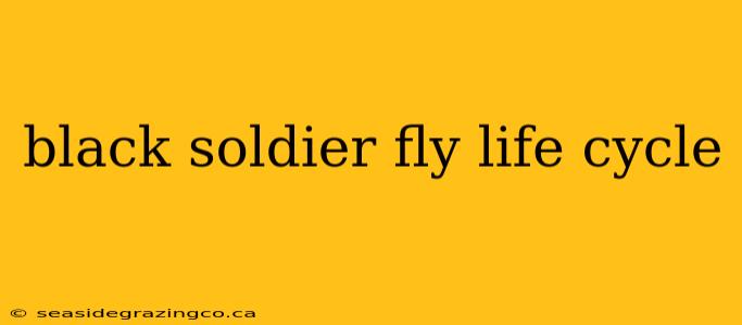 black soldier fly life cycle