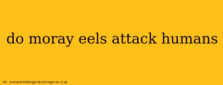 do moray eels attack humans