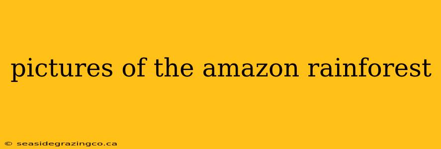 pictures of the amazon rainforest