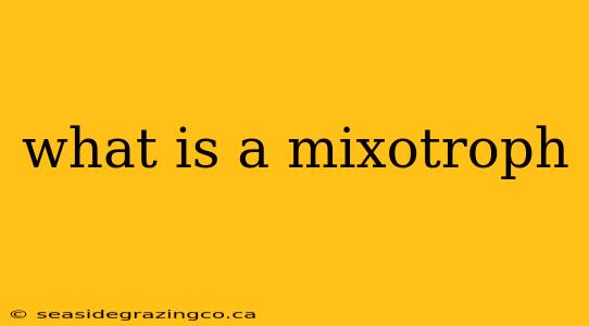 what is a mixotroph